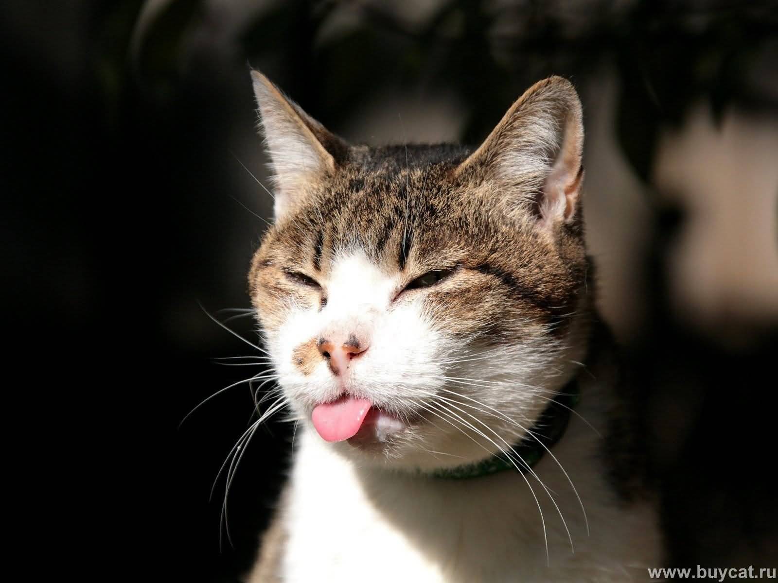 Funny Cat Showing Tongue