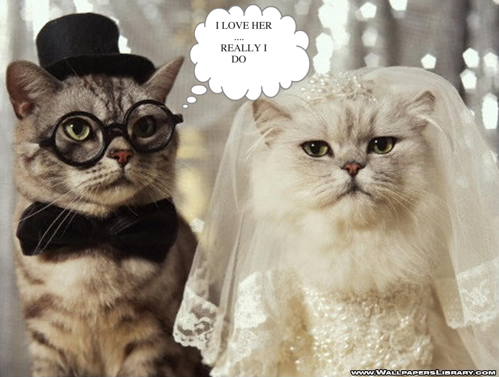 Funny Cat Wedding Picture