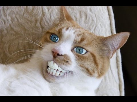 Funny Cat With Man's Teeth