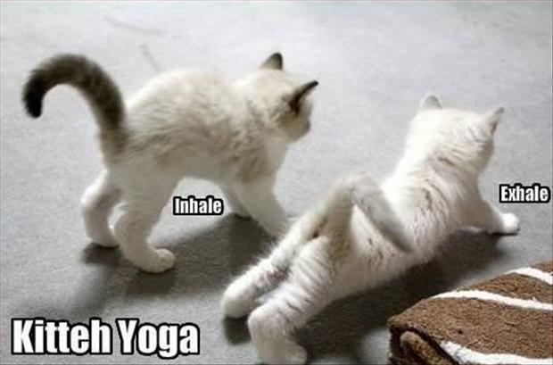 Funny Cats Doing Exercise