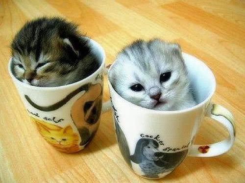 Funny Cats In Mugs