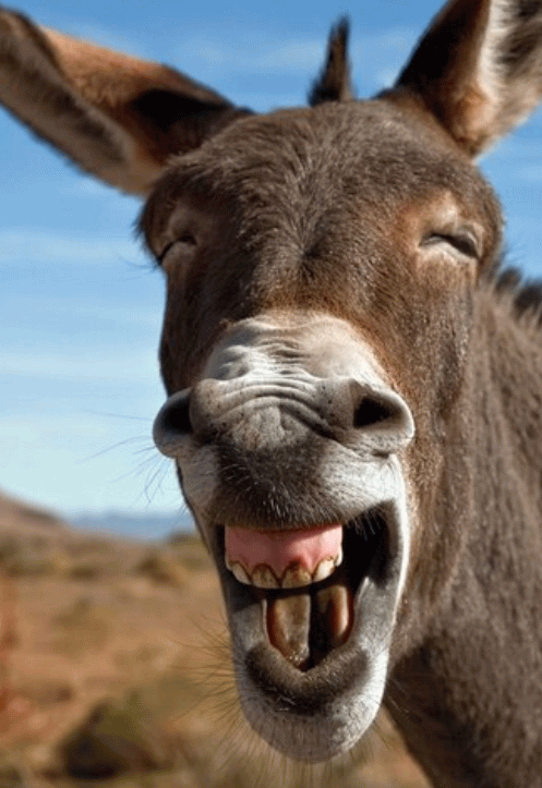 Funny Closeup Face Of Donkey
