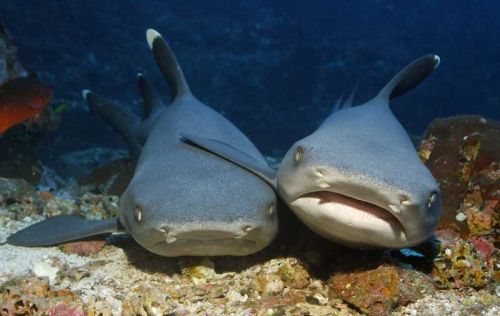 Funny Couple Shark Picture