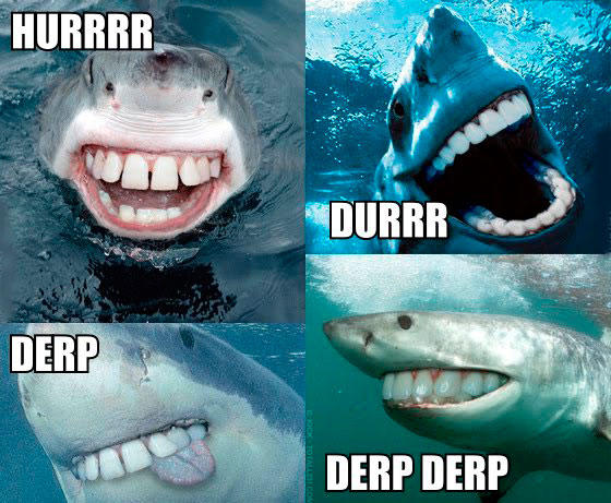 Funny Derp Shark Picture