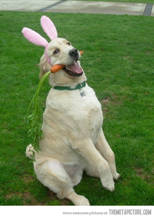 Funny Dog In Rabbit Costume Carrot