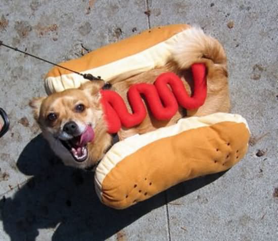 Funny Dog In Sandwich Costume