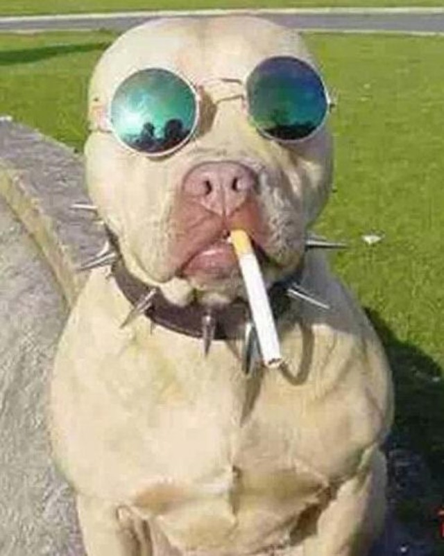 Funny Dog In Sun Glasses And Smoking Picture