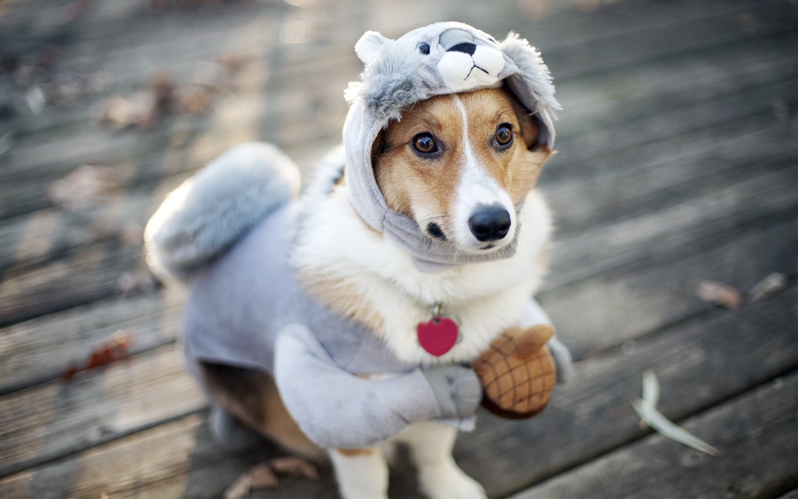 Funny Dog In Winter Dress