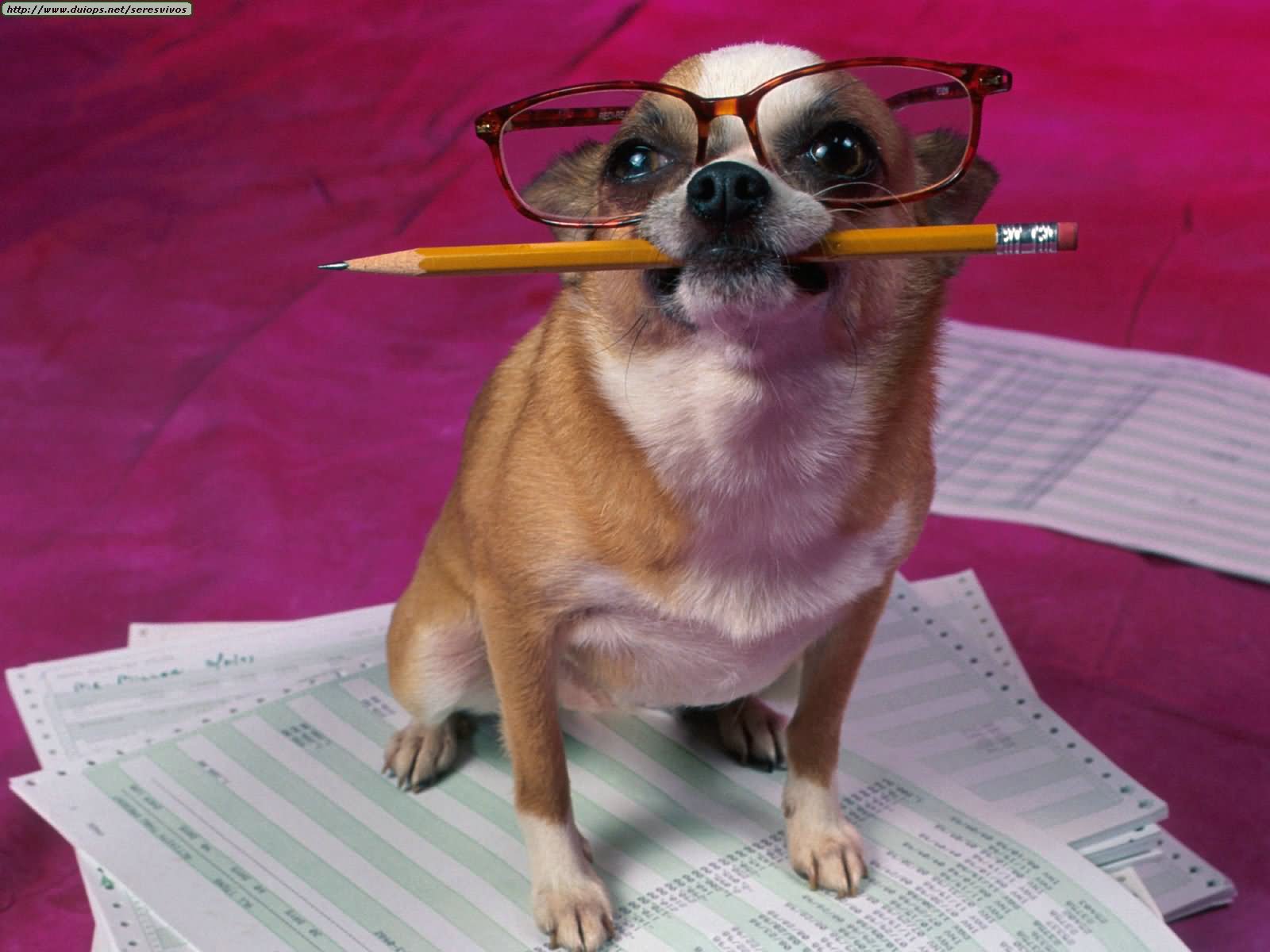 Funny Dog Look Like Teacher