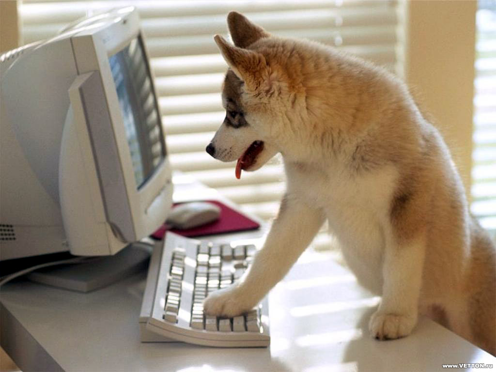Funny Dog Operating Computer