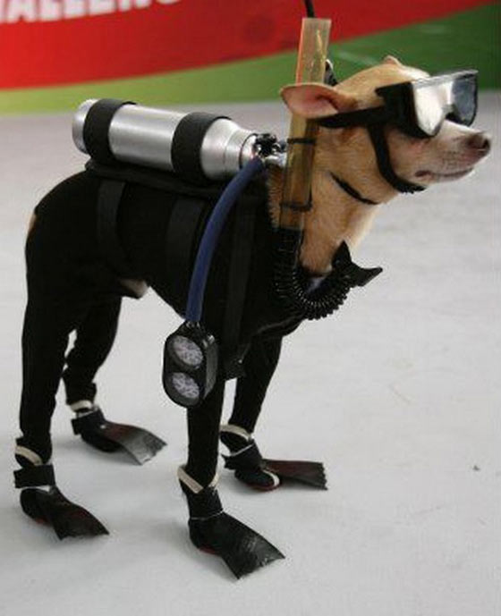 Funny Dog Ready For Underwater Swimming