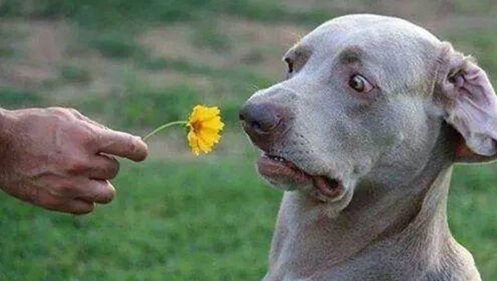 Funny Dog Sad To See Flower