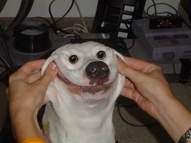 Funny Dog Smiley Face
