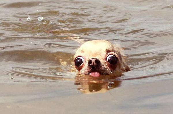 Funny Dog Swimming Picture