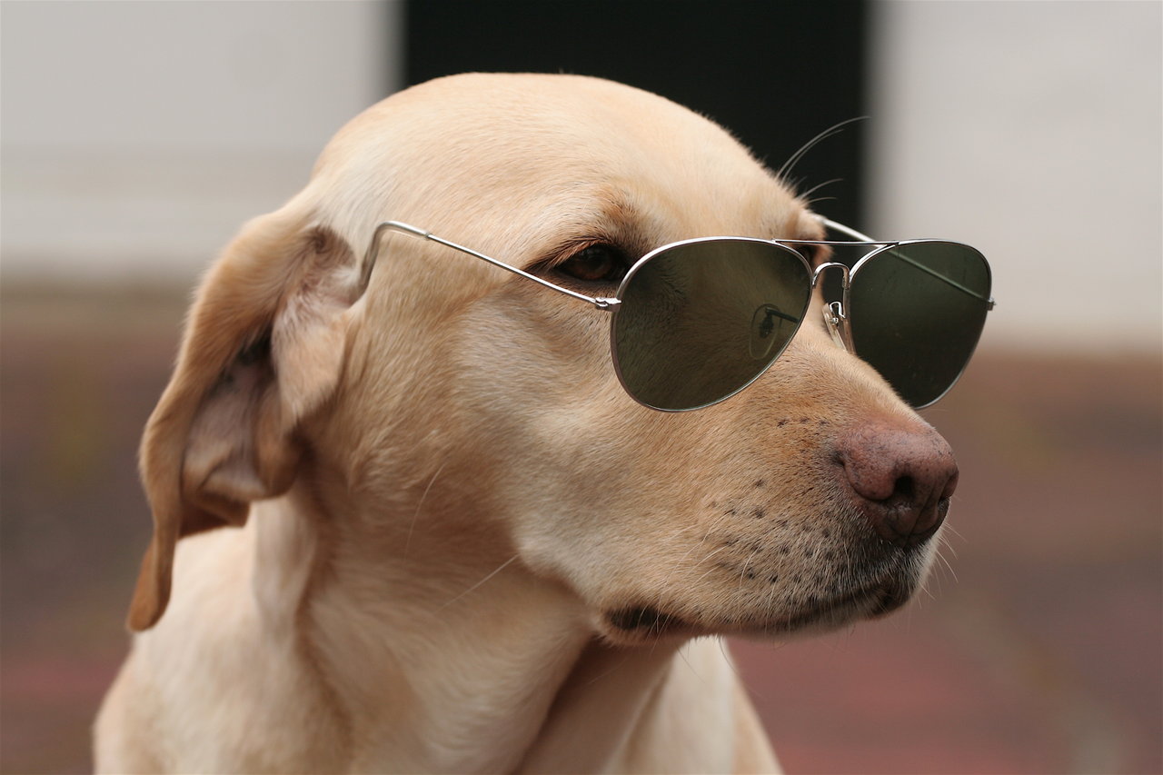 Funny Dog With Black Sunglasses
