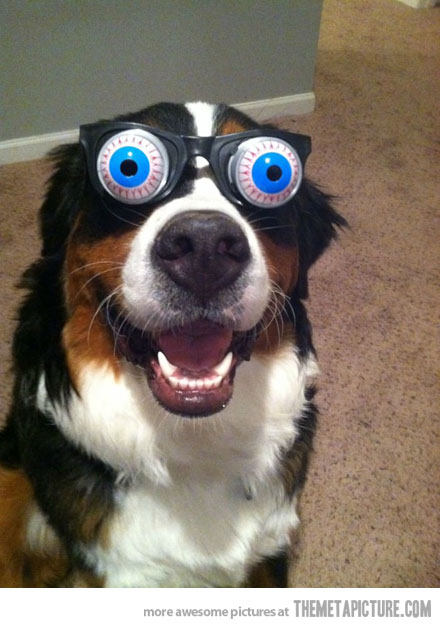 Funny Dog With Googly Eye