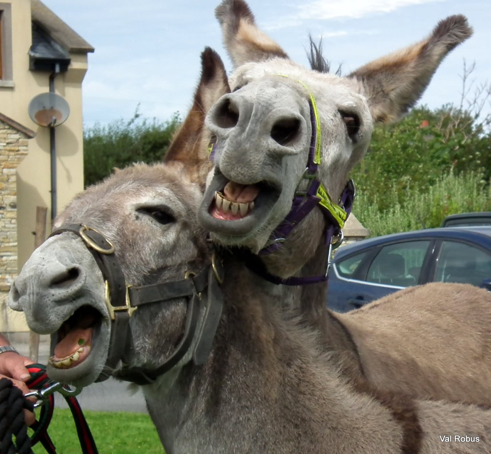 Funny Donkey Couple Laughing Faces