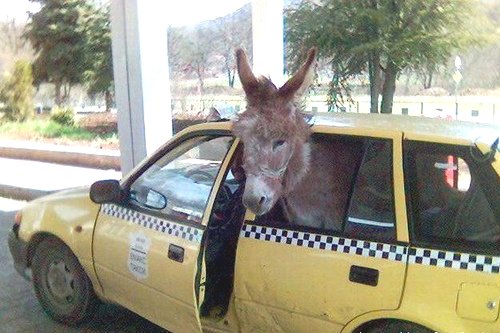 Funny Donkey In Car