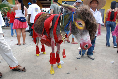 Funny Donkey In Colorful Dress