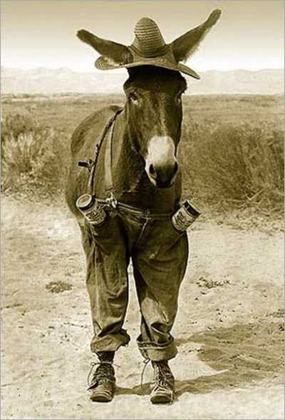 Funny Donkey In Cowboy Dress