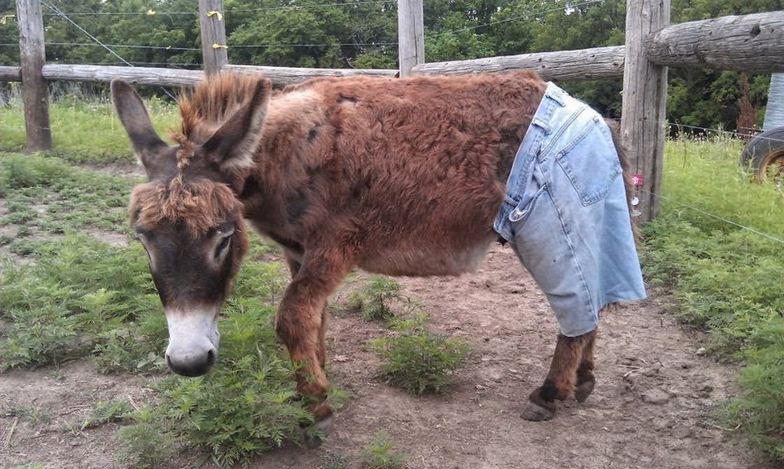 Funny Donkey In Half Pant