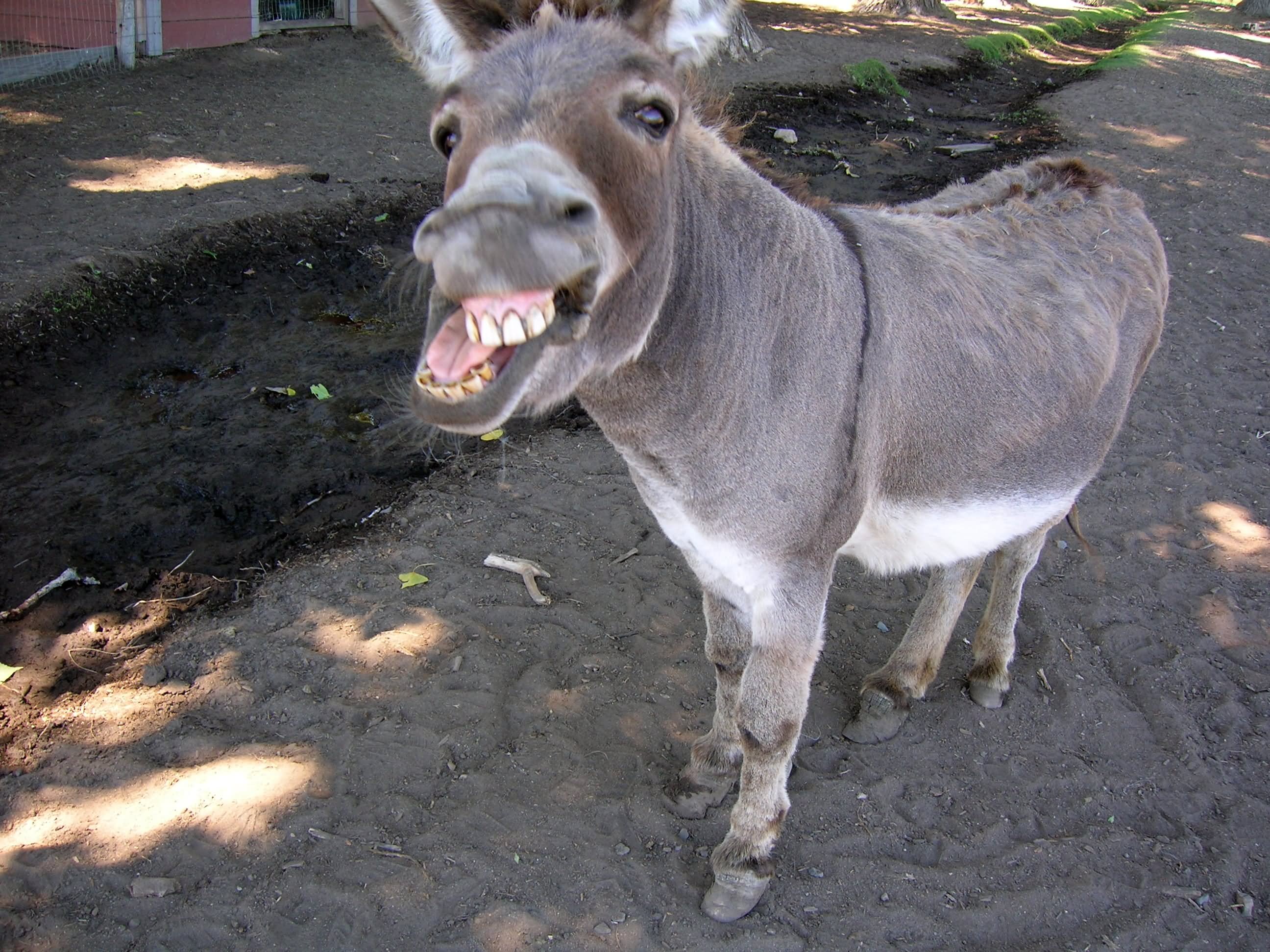 Funny Donkey Laughing And Showing Teeth