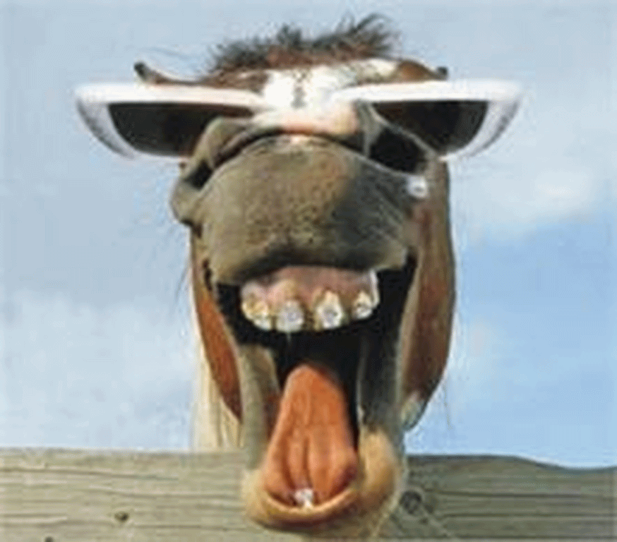 Funny Donkey Laughing Picture