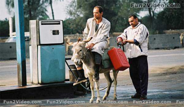 Funny Donkey Man On Petrol Pump To Filling Petrol