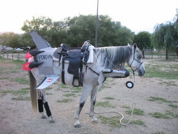 Funny Donkey Modified Into Aircraft