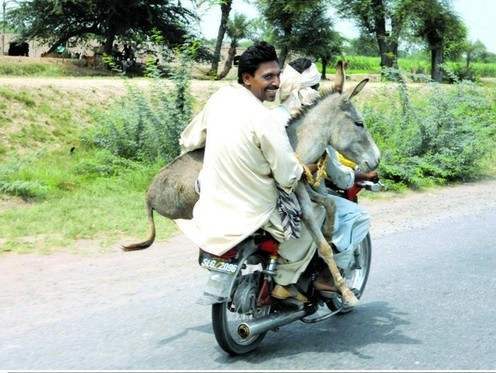 Funny Donkey On Bike With Man