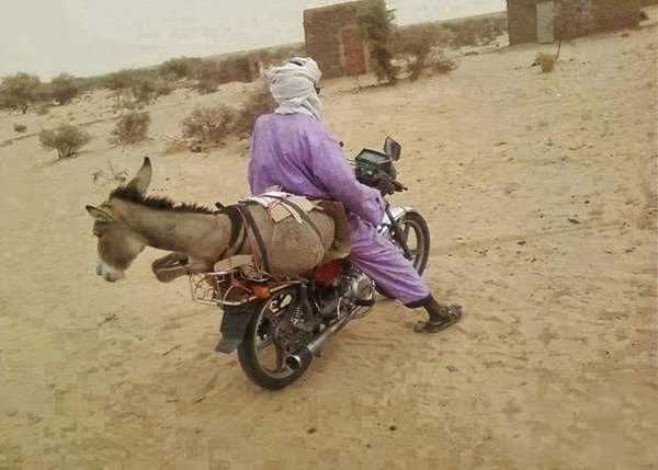 Funny Donkey On Bike