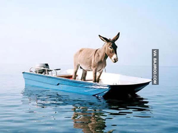 Funny Donkey On Boat