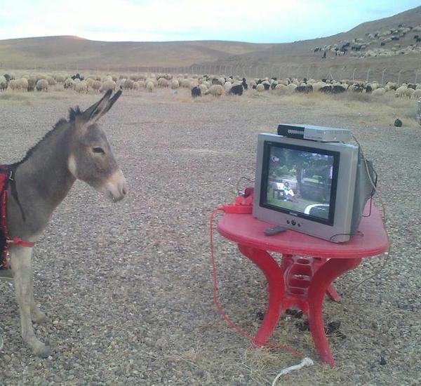 Funny Donkey Watching Television