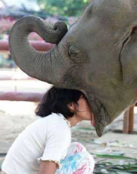 Funny Elephant Eating Girl's Head