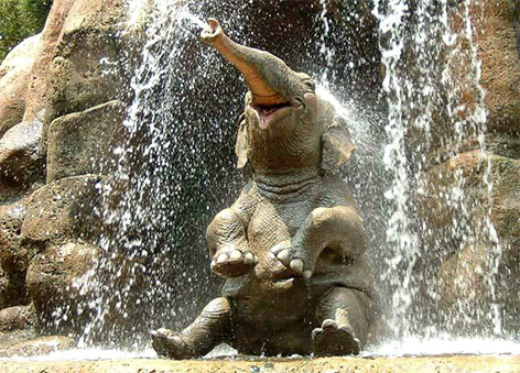 Funny Elephant Enjoying Under Water Fall