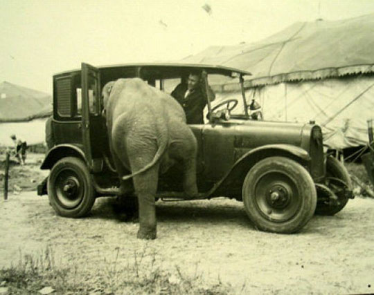 Funny Elephant Getting In To Car