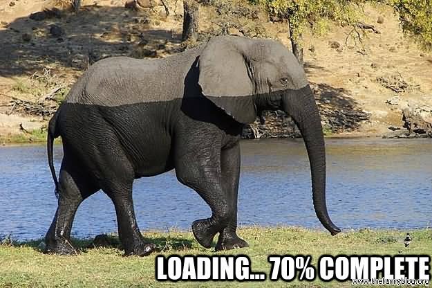 Funny Elephant Loading
