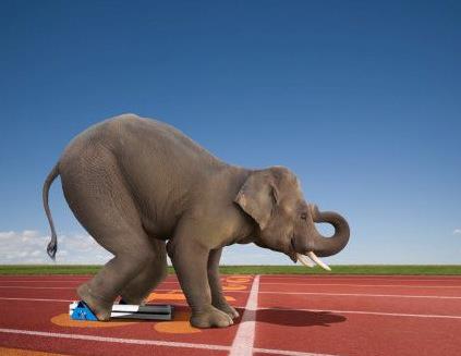 Funny Elephant On Running Trick