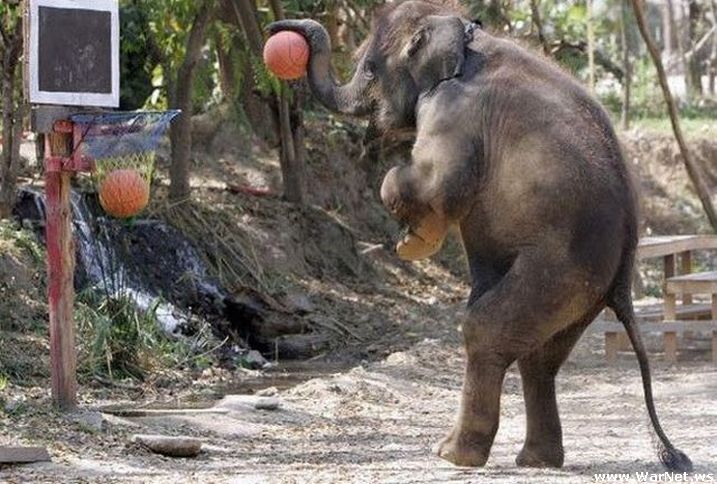 Funny Elephant Playing Basketball