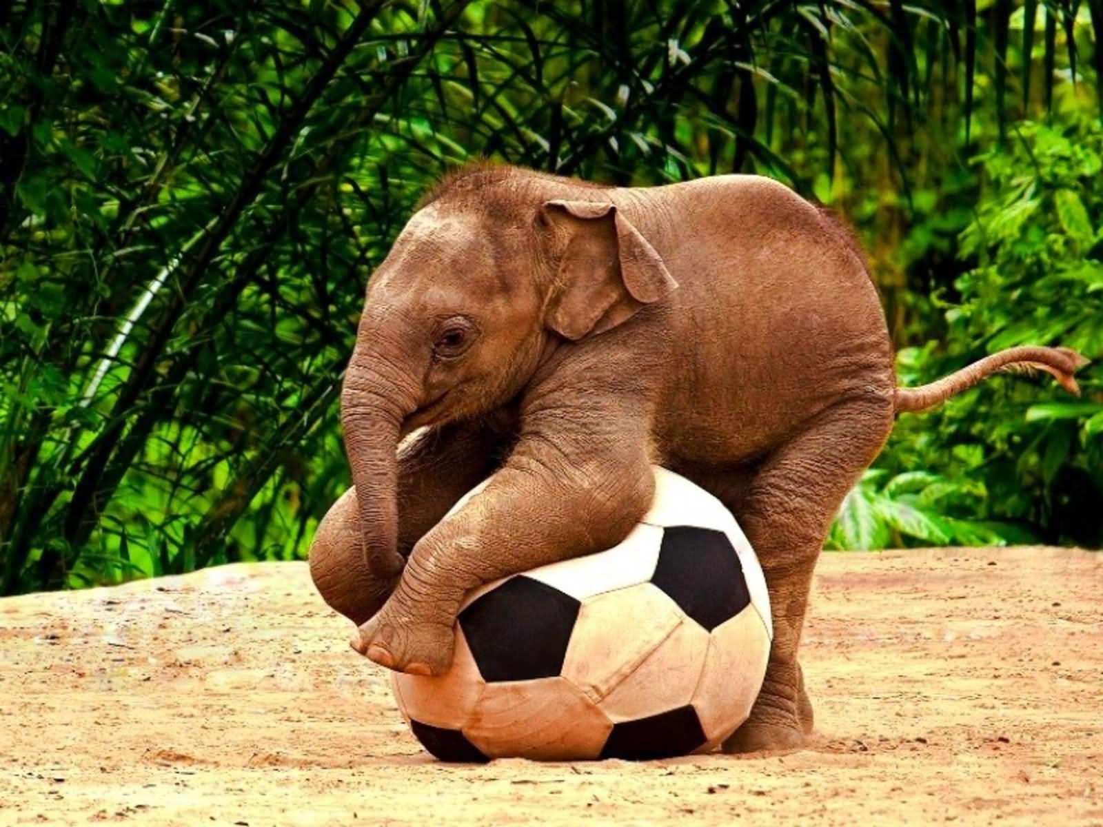 Funny Elephant Playing With Ball