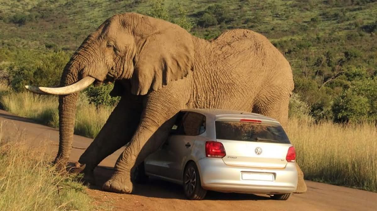 Funny Elephant Tunnel Picture