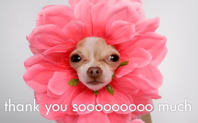 Funny Flower Dog Says Thank You So Much