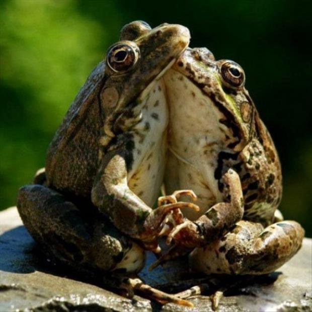 Funny Frog Couple Dancing