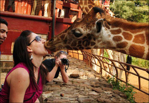 Funny Giraffe Giving The Kiss To Woman