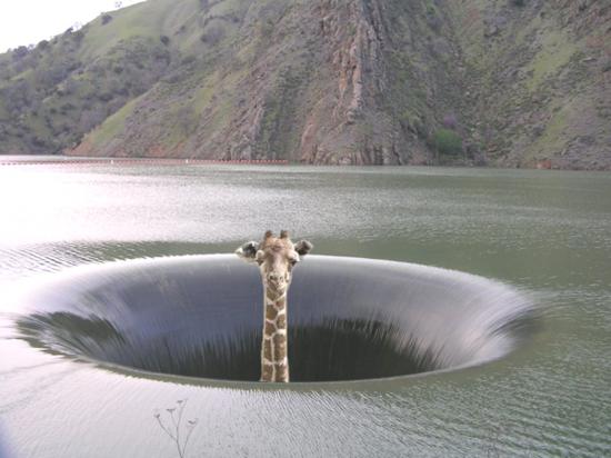 Funny Giraffe In The River