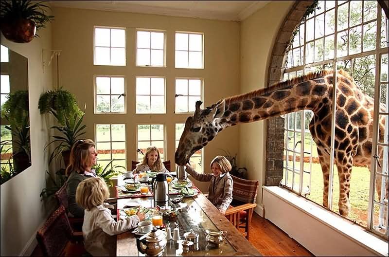Funny Giraffe On Breakfast Table