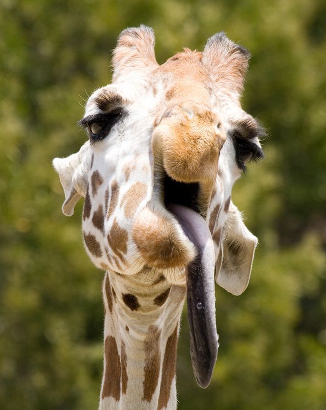 Funny Giraffe Showing Tongue