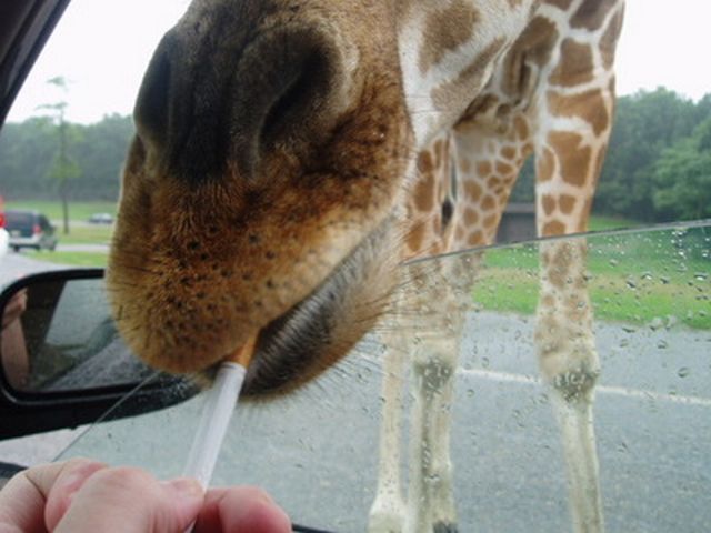 Funny Giraffe Smoking Picture