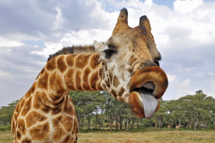 Funny Giraffe Vomiting Face Image