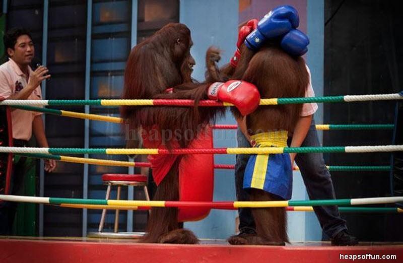 Funny Gorilla Have Boxing Match